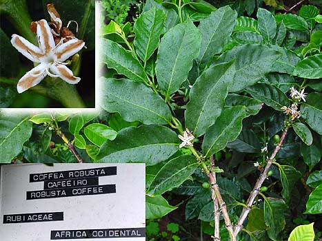 Coffea canephora